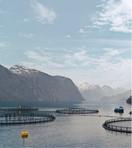 ProGo®三文鱼水解蛋白肽