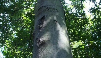 Silbinol®花榈木树皮提取物（紫檀芪）