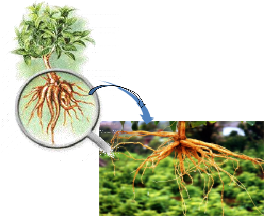 ForsLean®毛喉鞘蕊提取物（福斯高林）