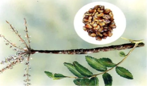 Boswellin®齿叶乳香提取物