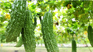 Insumate®苦瓜胜肽