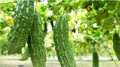 Insumate®苦瓜胜肽