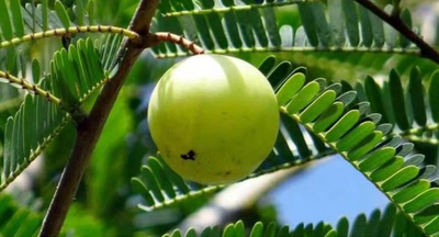 Saberry®余甘子提取物