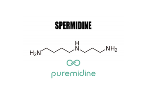 Puremidine™ 亚精胺