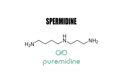 Puremidine™ 亚精胺